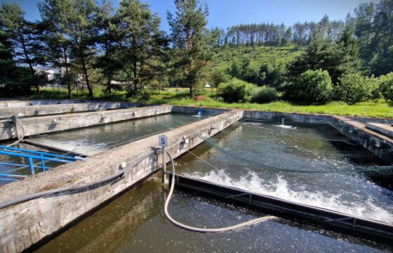 Fishery Kolář, a. s. – Trout centre Velké Meziříčí | Kubíček VHS